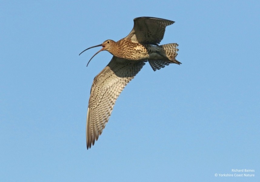 Eurasian Curlew - North Yorkshire © Richard Baines