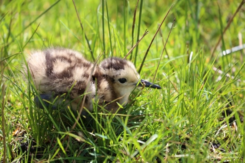 Eurasian Curlew chick - North Yorkshire © Richard Baines