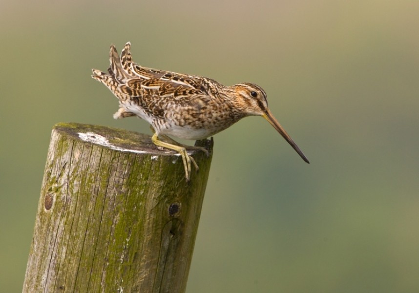 Common Snipe - North Yorkshire © Steve Race