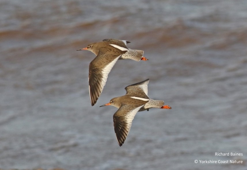 Common Redshank - North Yorkshire © Richard Baines