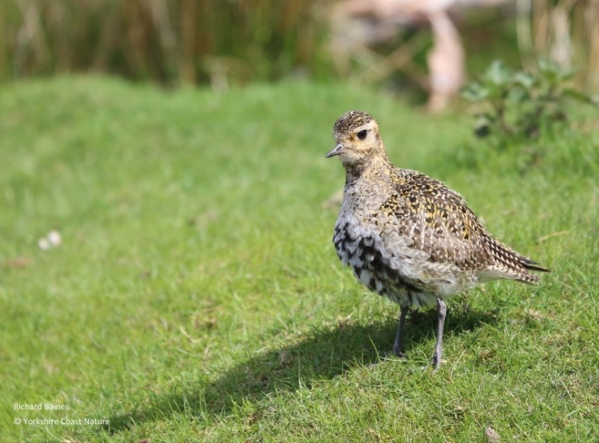 European Golden Plover - North Yorkshire © Richard Baines