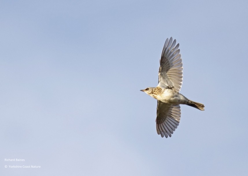 Fieldfare arriving on the coast at Spurn. October 2022 © Richard Baines