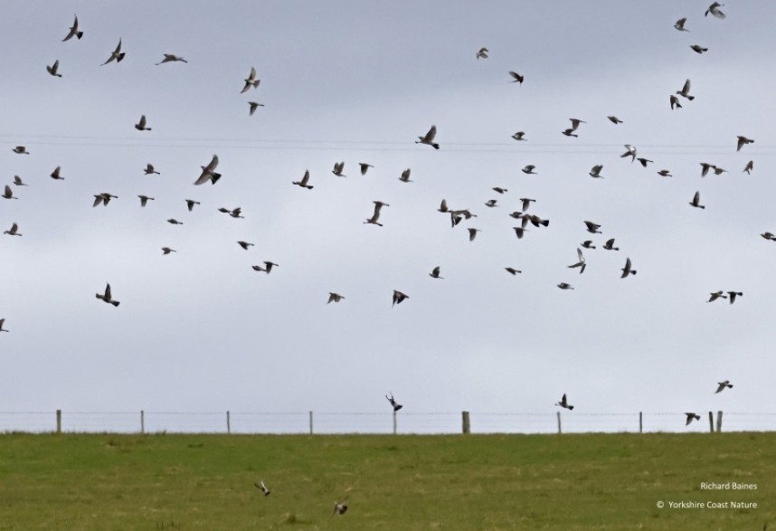 Fieldfares take flight. April 2023 © Richard Baines