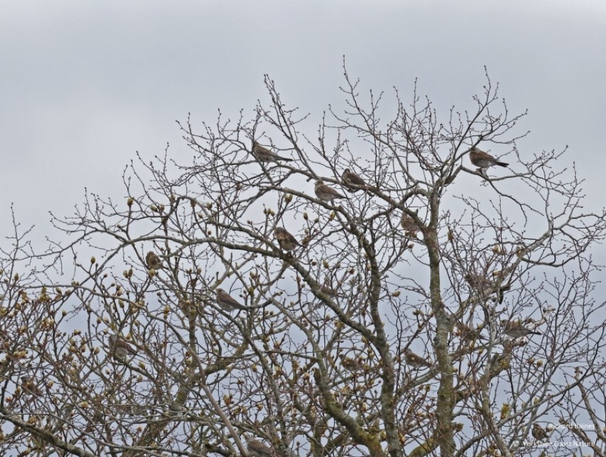 Fieldfare lookout in bare tree canopy. April 2023 © Richard Baines