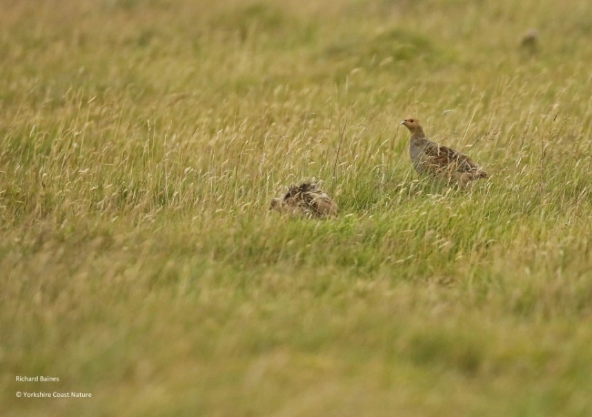 Grey Partridge (male and female) © Richard Baines