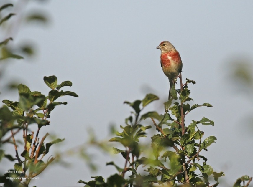 Common Linnet (male) © Richard Baines