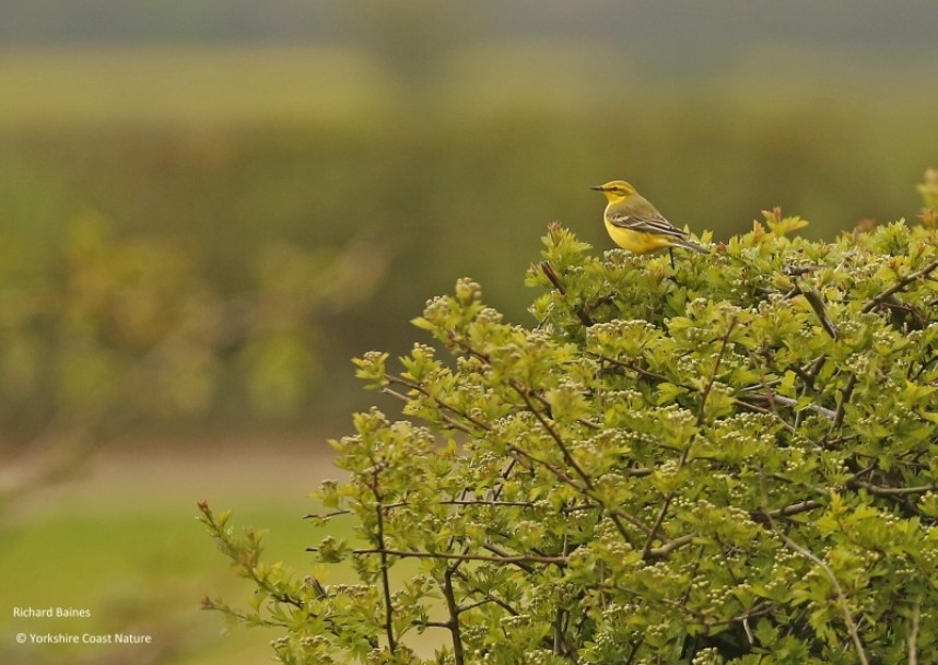 Yellow Wagtail (male) © Richard Baines