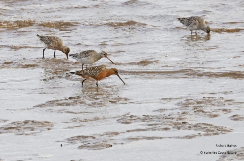 Bar-tailed Godwits on the Humber 25 April 2023 © Richard Baines