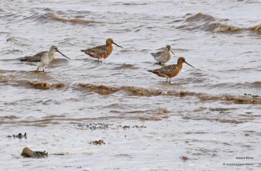 Bar-tailed Godwits (males and female) on the Humber 25 April 2023 © Richard Baines
