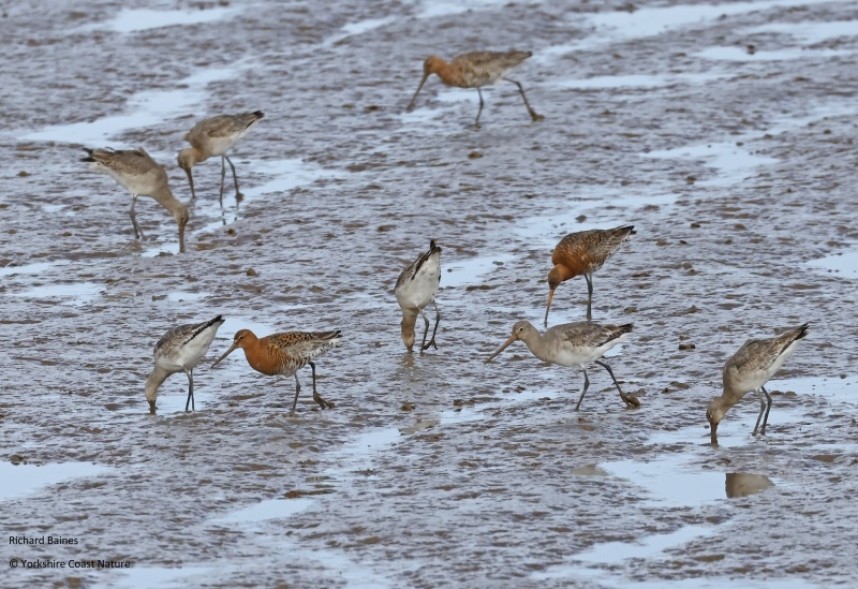 Black-tailed Godwits (males and females) on the Humber 25 April 2023 © Richard Baines
