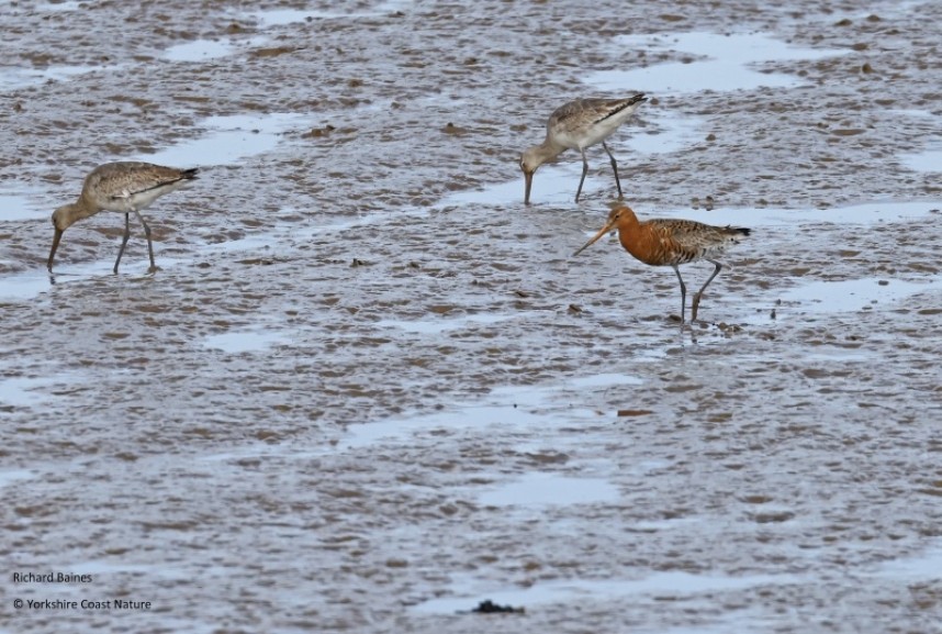 Black-tailed Godwits (males and females) on the Humber 25 April 2023 © Richard Baines