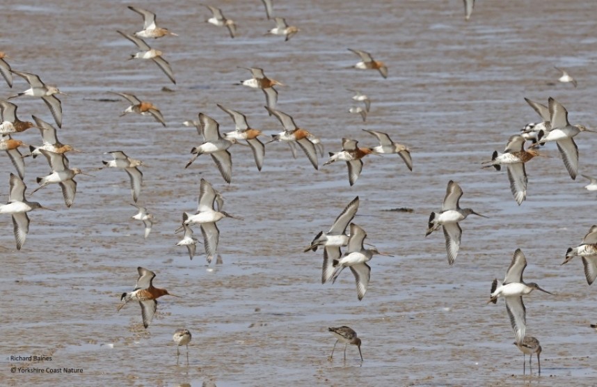 Black-tailed Godwits (males and females) on the Humber 25 April 2023 © Richard Baines