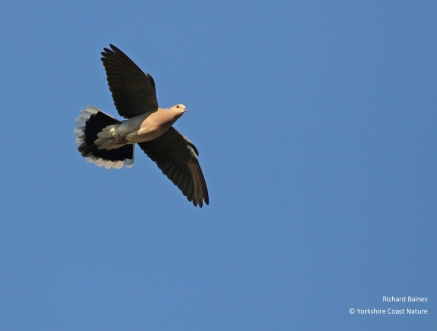 European Turtle Dove - North Yorkshire 2019 © Richard Baines