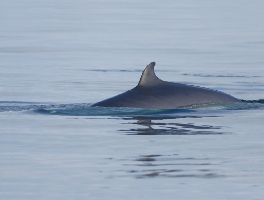 Minke Whale North Yorkshire © Mark Pearson