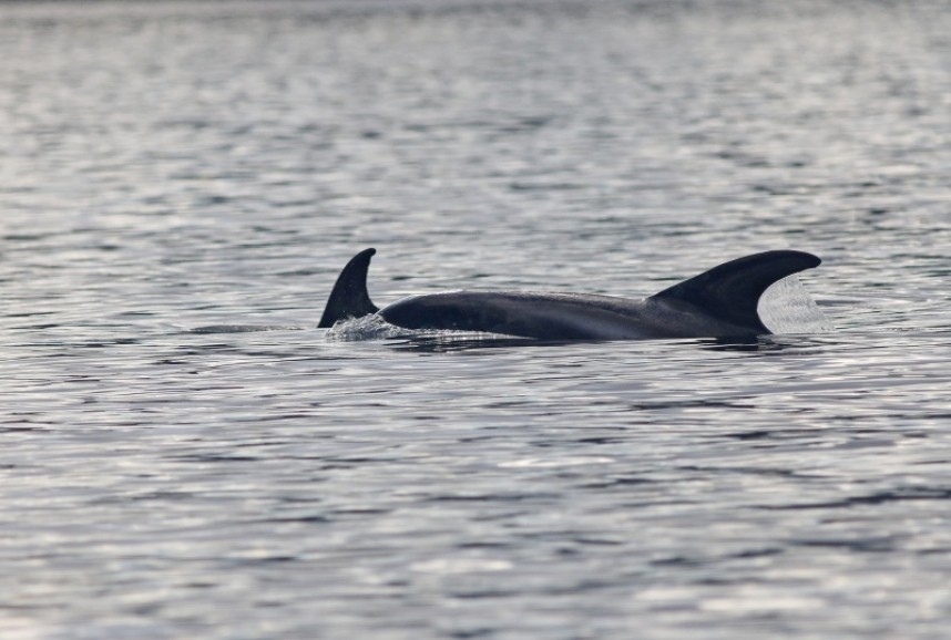 YCN Seabird & Whale trip © Mark Pearson