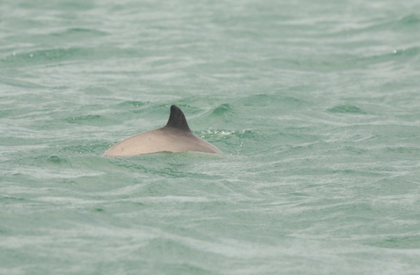 YCN Seabird & Whale trip © Mark Pearson
