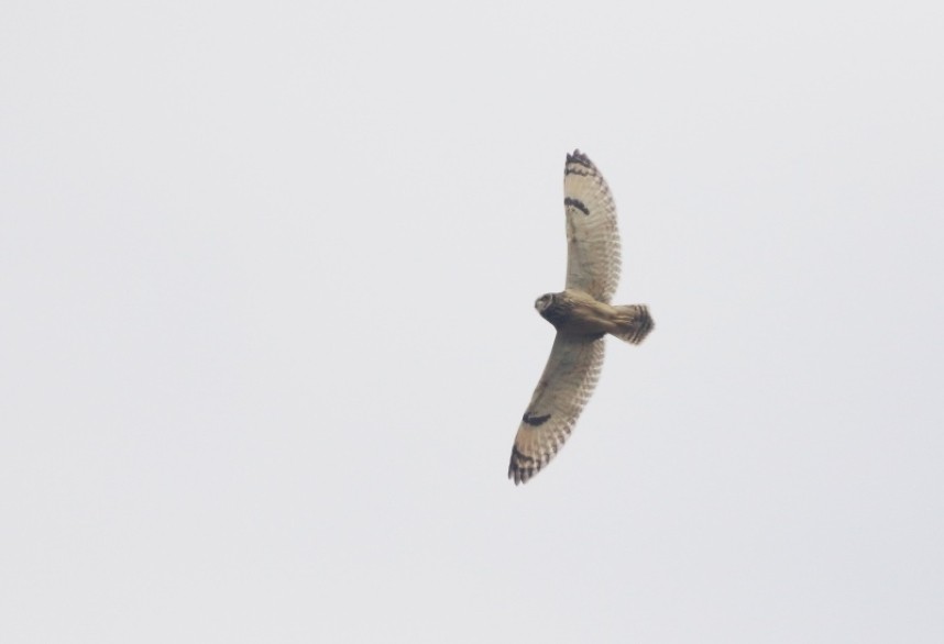 YCN Seabird & Whale trip © Mark Pearson