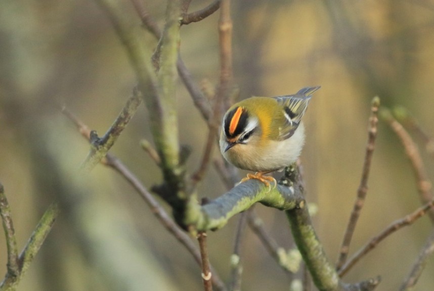 Firecrest © Mark Pearson