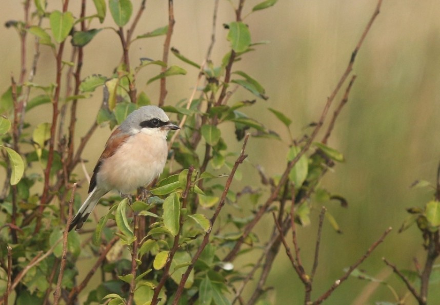 Red-backed Shrike (male) © Mark Pearson