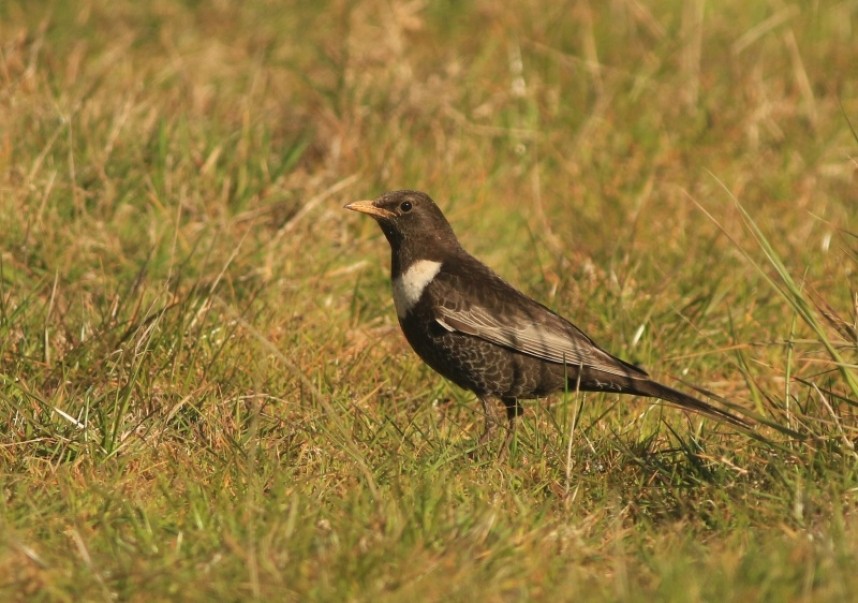 Ring Ouzel © Mark Pearson