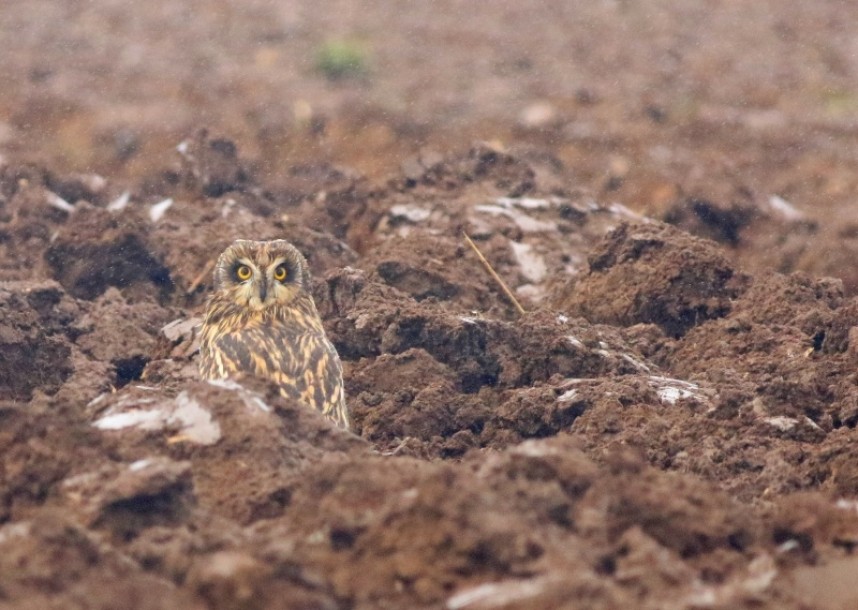Short-eared Owl © Mark Pearson
