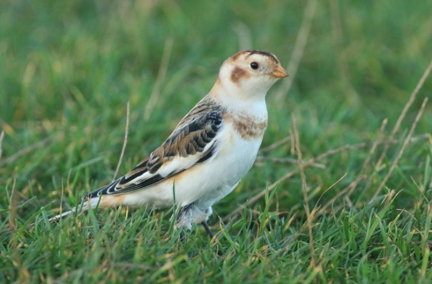 Snow Bunting © Mark Pearson