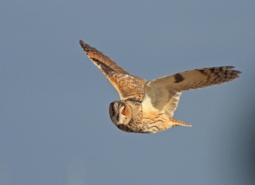 Long-eared Owl arriving in off the North Sea © Mark Pearson