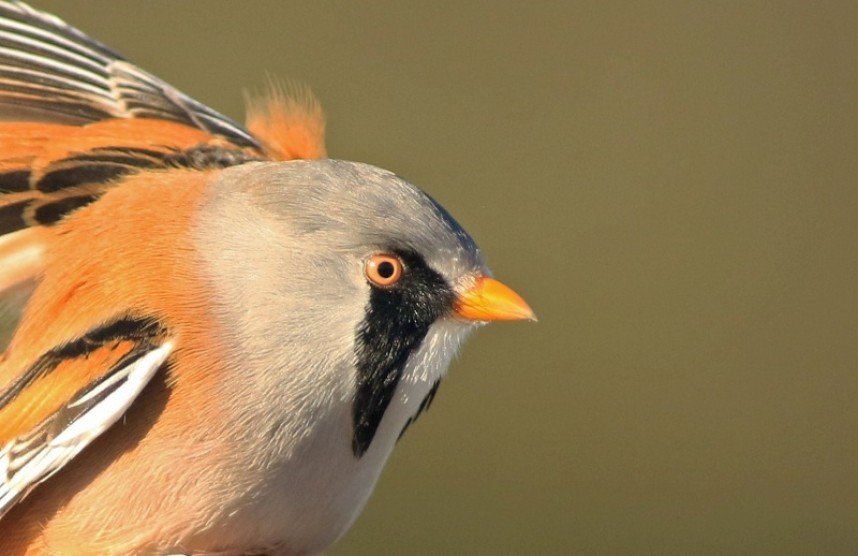 Bearded Tit at the Warren © Mark Pearson