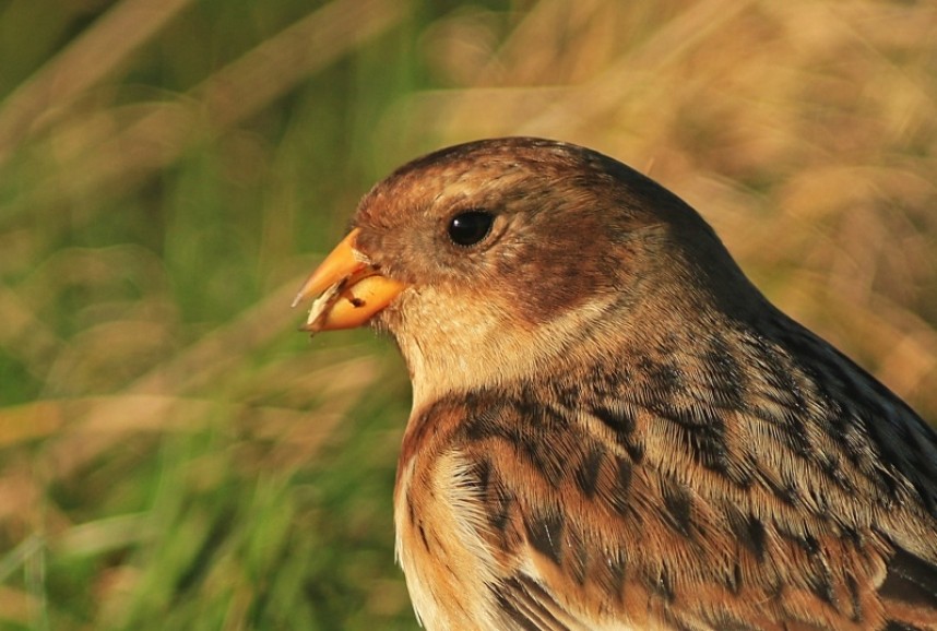 Snow Bunting © Mark Pearson