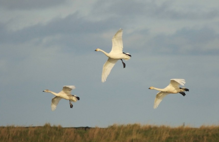 Whooper Swans at Kilnsea Wetlands © Mark Pearson