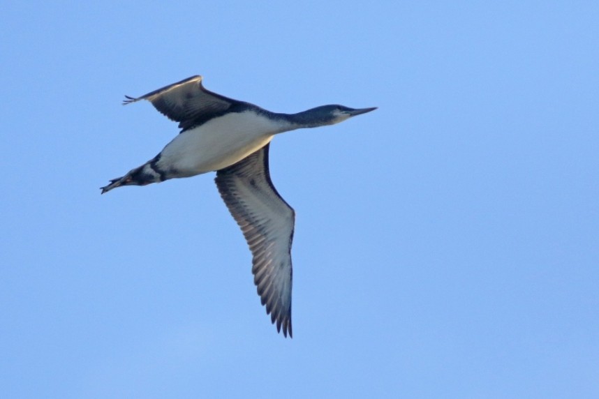 Red-throated Diver © Mark Pearson