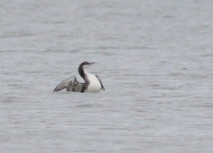 Black-throated Diver © Mark Pearson