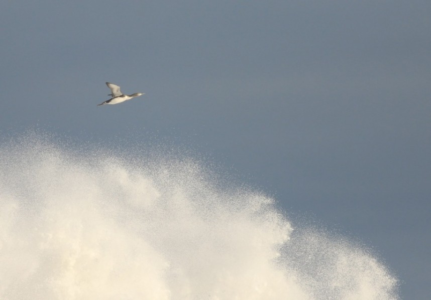 Red-throated Diver © Mark Pearson