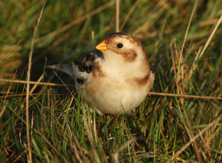 Snow Bunting © Mark Pearson