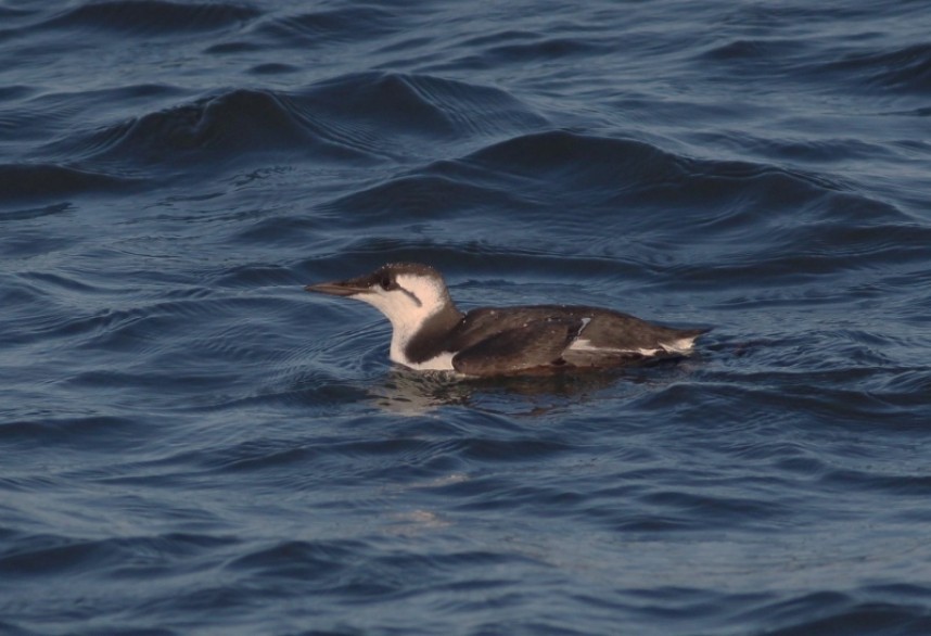 Common Guillemot © Mark Pearson