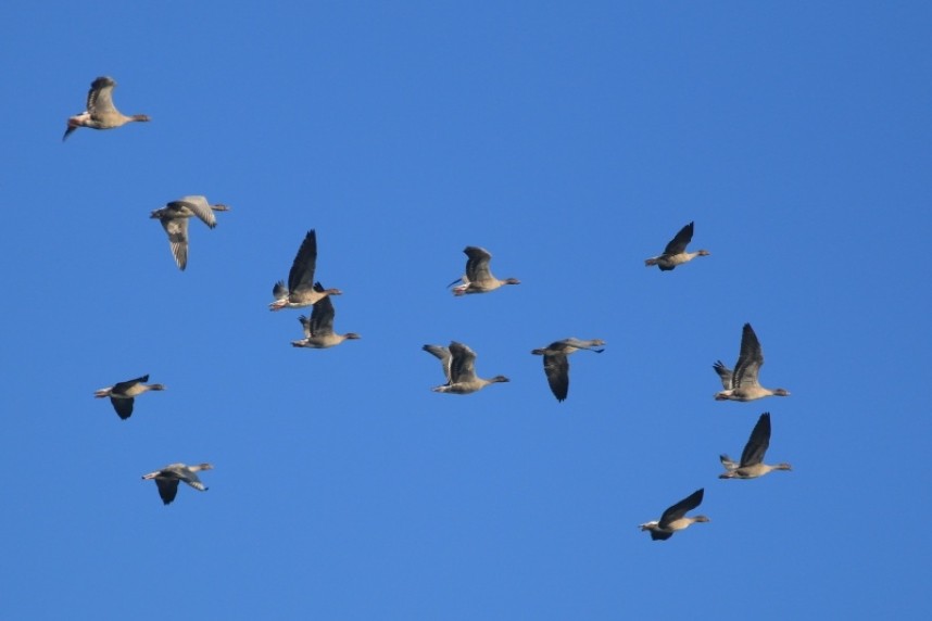 Pink-footed Geese © Mark Pearson