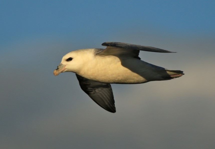 Northern Fulmar © Mark Pearson