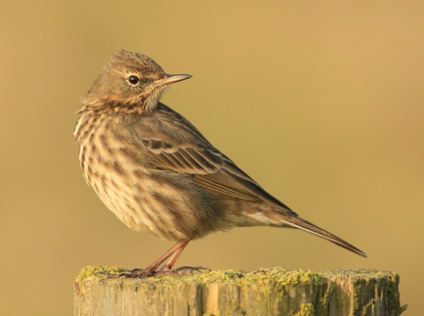 Rock Pipit © Mark Pearson