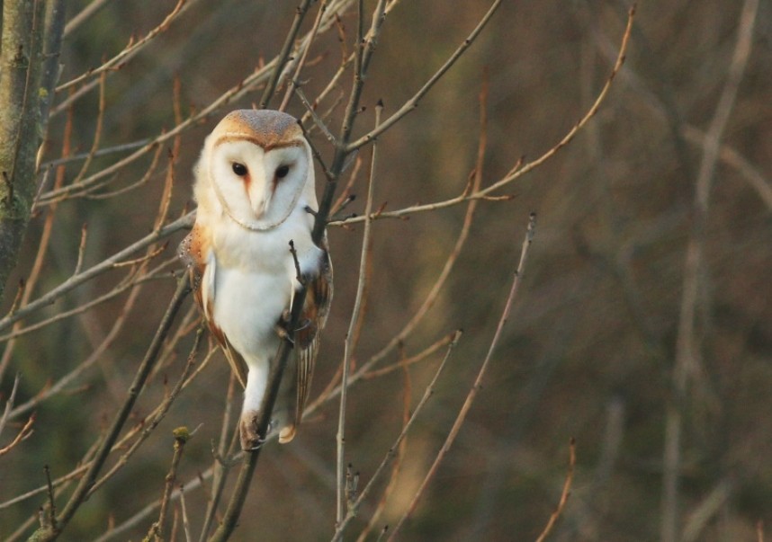 Barn Owl © Mark Pearson