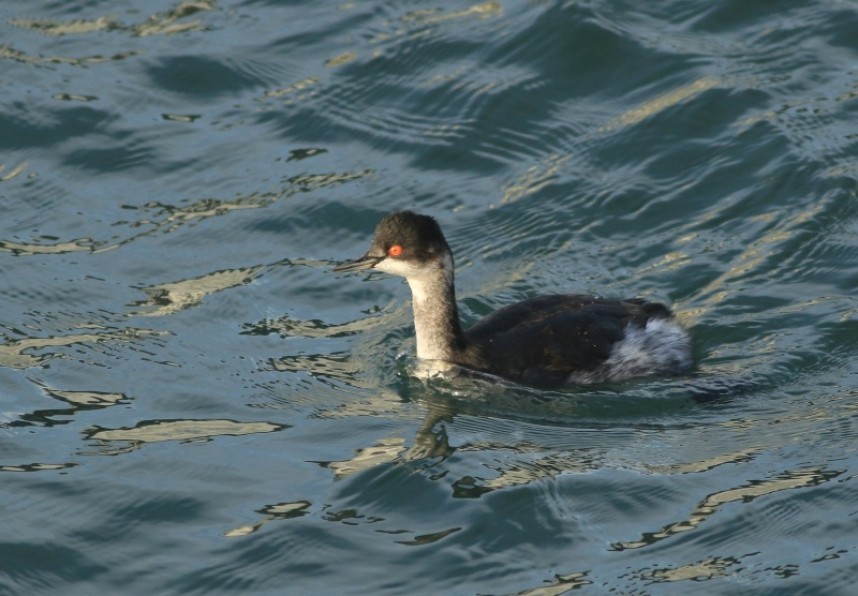 Black-necked Grebe © Mark Pearson
