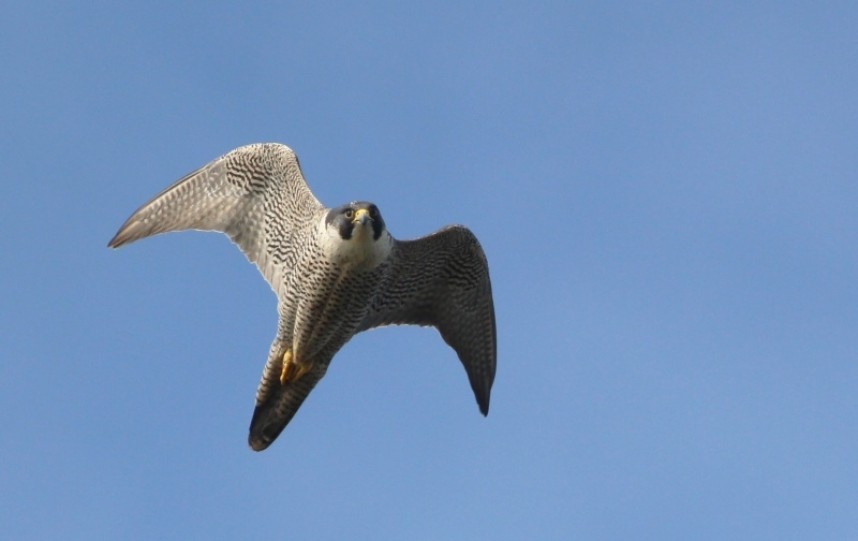 Peregrine Falcon © Mark Pearson