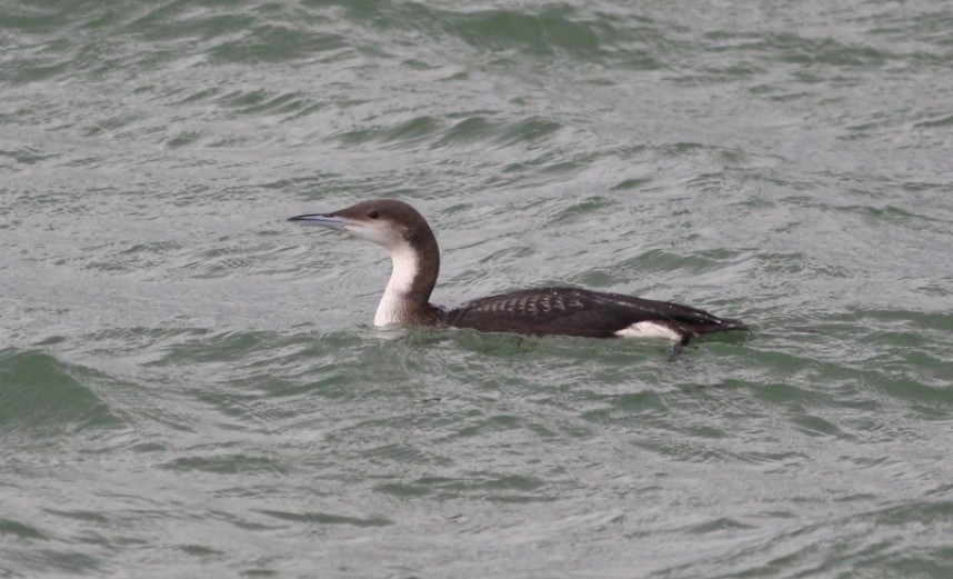 Black-throated Diver © Mark Pearson