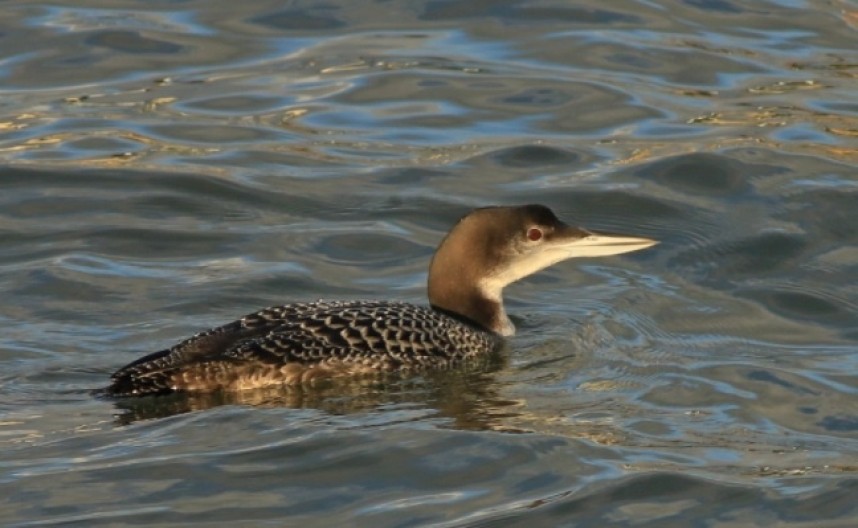 Great Northern Diver © Mark Pearson
