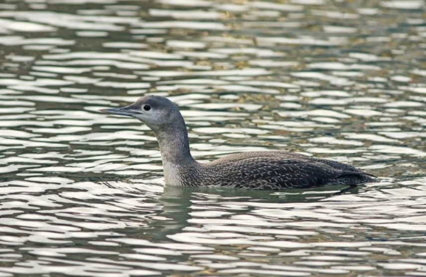 Red-throated Diver © Mark Pearson