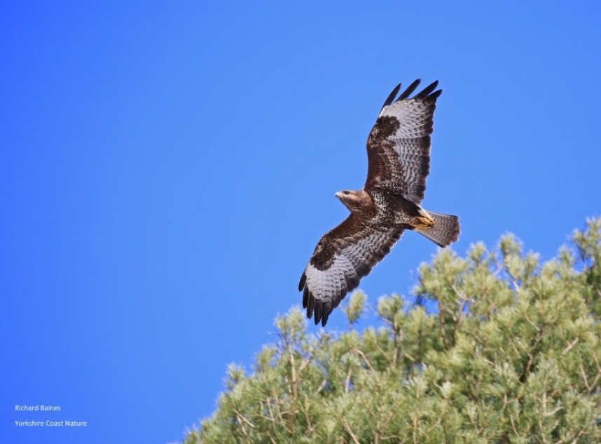 Common Buzzard © Richard Baines