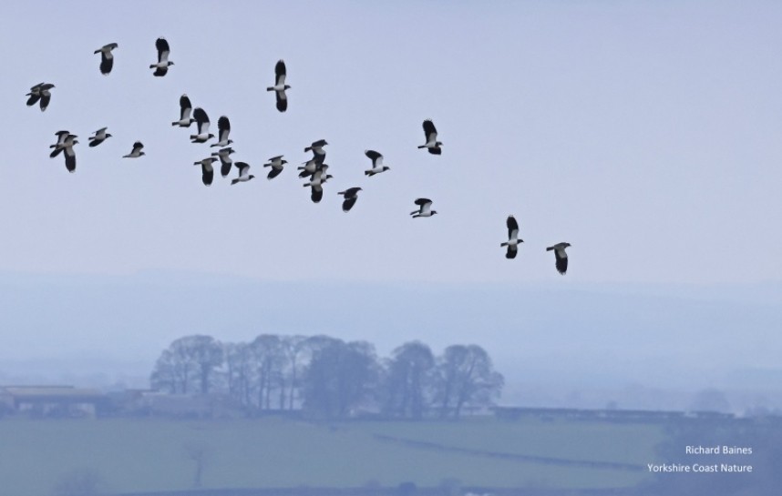 Lapwings over Cold Kirby © Richard Baines