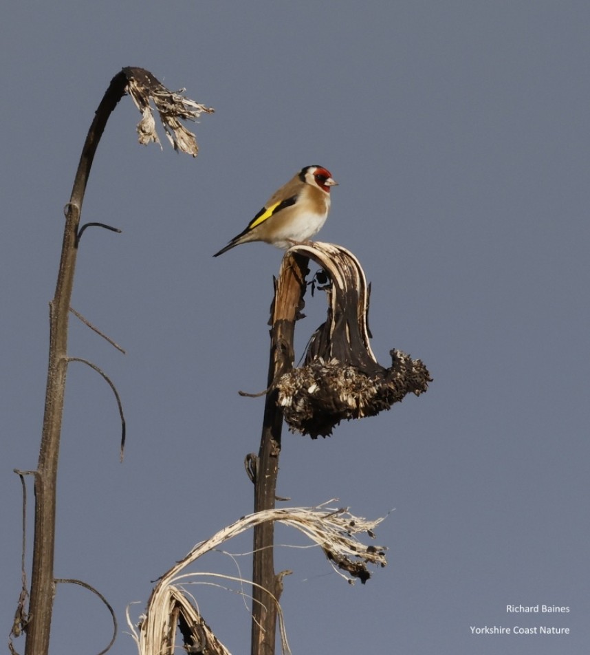 Goldfinch near Quarry Bank Wood © Richard Baines