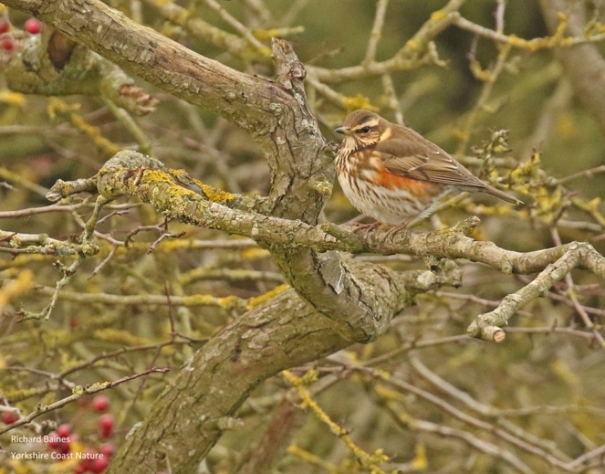 Redwing © Richard Baines