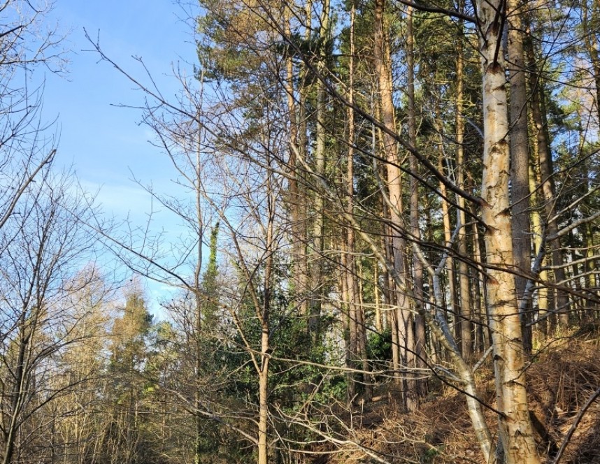 Quarry Bank Wood with Birch, Spruce and Larch © Richard Baines