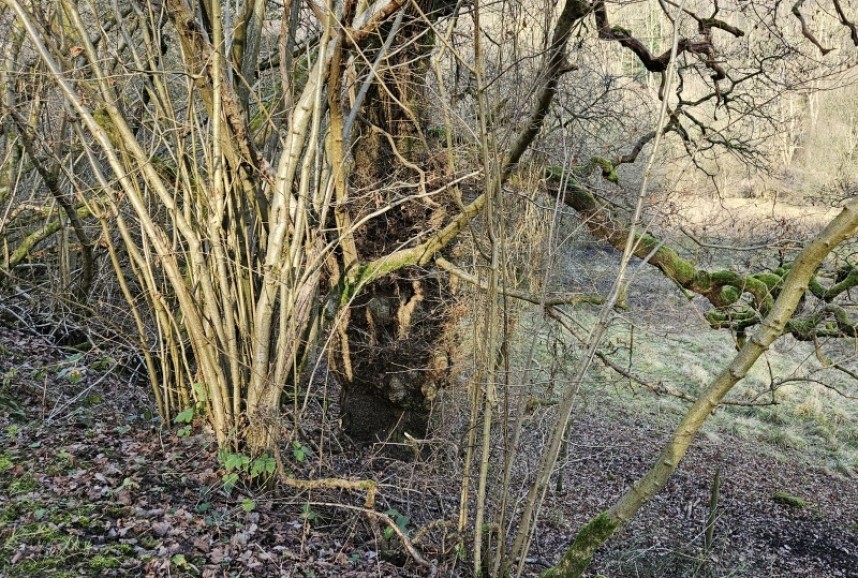 Hazel coppice and Oak in Nettle Dale © Richard Baines